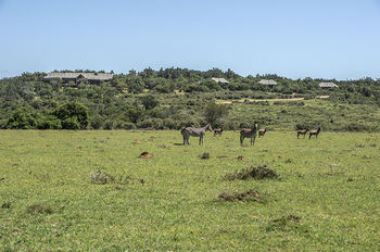 Kariega Game Reserve Settlers Drift Alexandria  Kültér fotó
