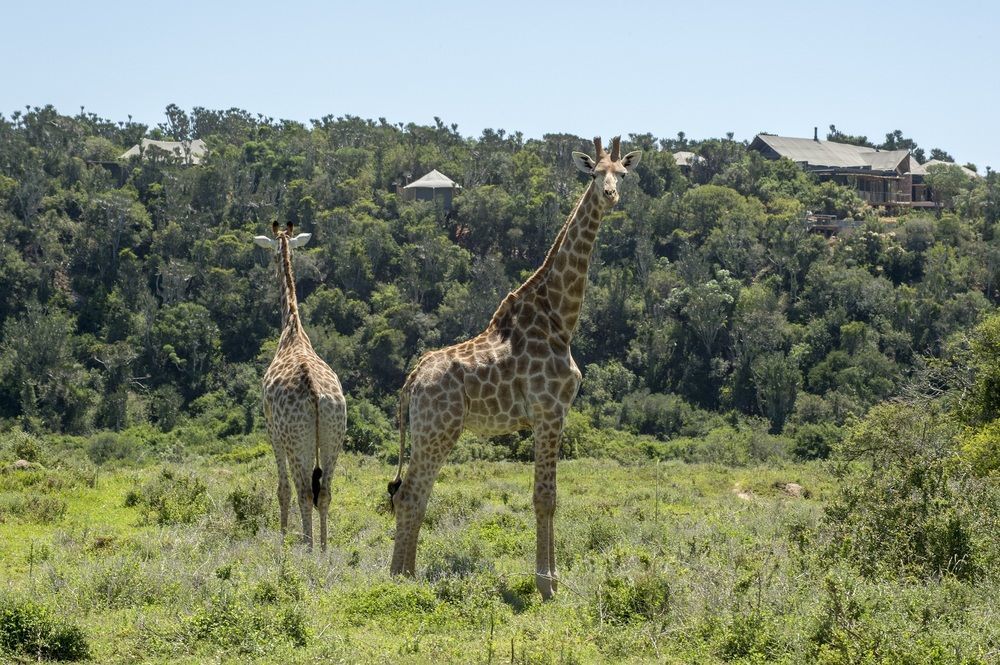 Kariega Game Reserve Settlers Drift Alexandria  Kültér fotó